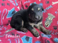 Pixy, a female German Shepherd Dog for sale in Morrilton, AR – 1 of 2