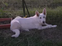 Snow white , a female German Shepherd Dog for sale in Morrilton, AR – 4 of 4