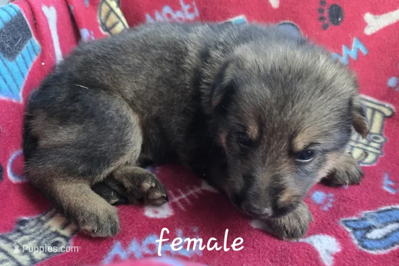 Sasha  – German Shepherd Dog puppy for sale in Morrilton, AR