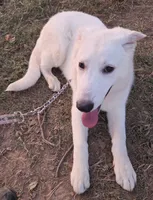 Bixy, a female German Shepherd Dog for sale in Morrilton, AR – 2 of 4