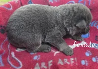 Sapphire , a female German Shepherd Dog for sale in Morrilton, AR – 2 of 3