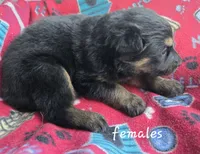 Pixy, a female German Shepherd Dog for sale in Morrilton, AR – 2 of 2