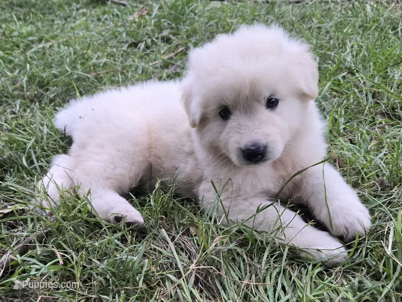 Moon jr  – German Shepherd Dog puppy for sale in Morrilton, AR
