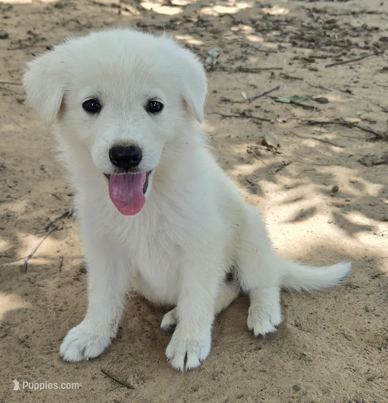 Snow – German Shepherd Dog puppy for sale in Morrilton, AR