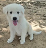Snow, a female German Shepherd Dog for sale in Morrilton, AR – 1 of 2