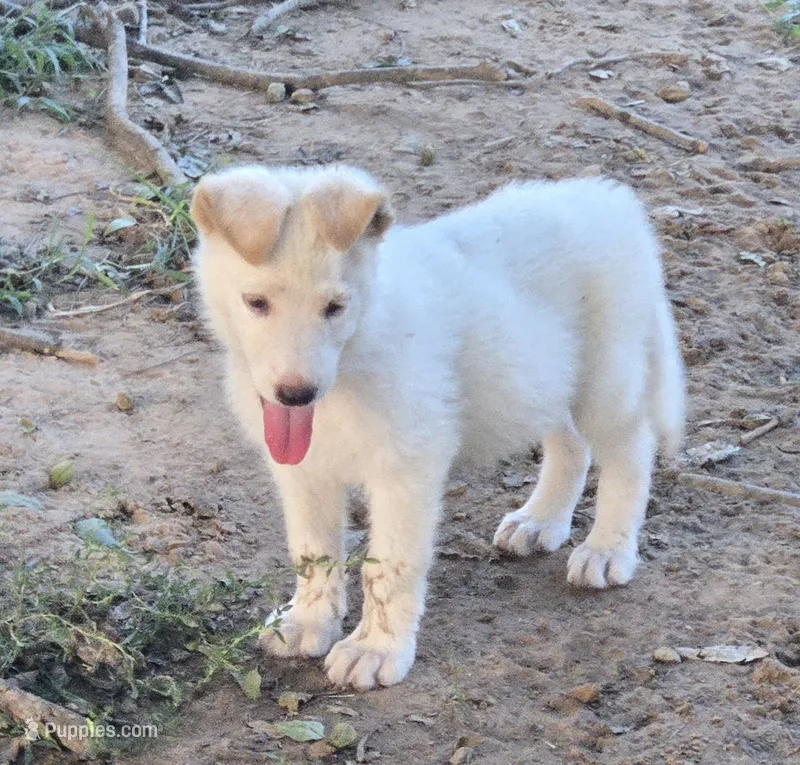 Fefe – German Shepherd Dog puppy for sale in Morrilton, AR