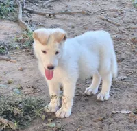 Fefe, a female German Shepherd Dog for sale in Morrilton, AR – 1 of 2
