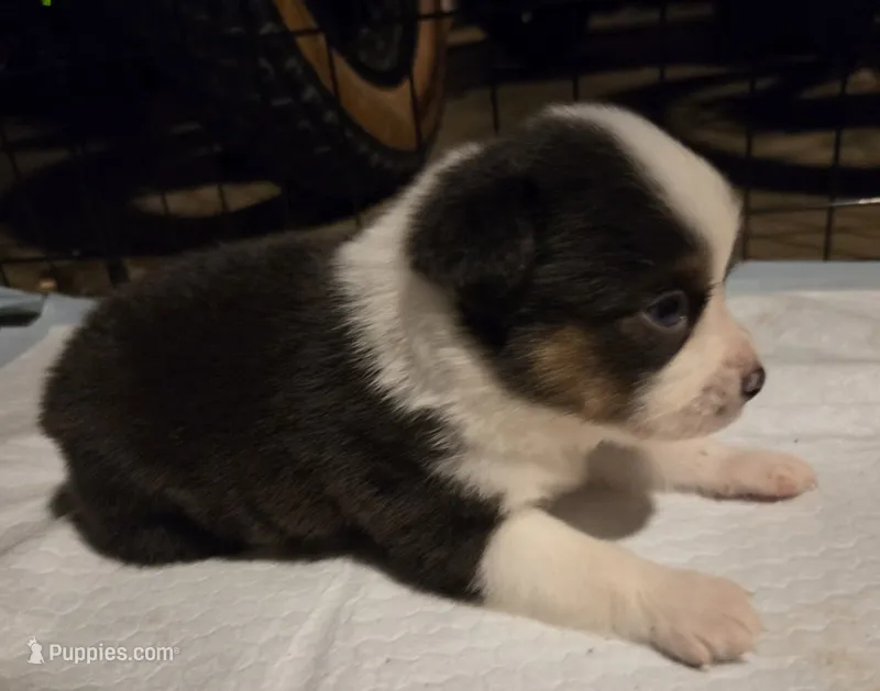 Rock – Toy Australian Shepherd puppy for sale in Morrilton, AR
