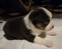 Rock, a male Toy Australian Shepherd for sale in Morrilton, AR – 1 of 3