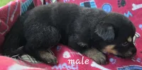 Junior , a male German Shepherd Dog for sale in Morrilton, AR – 3 of 3