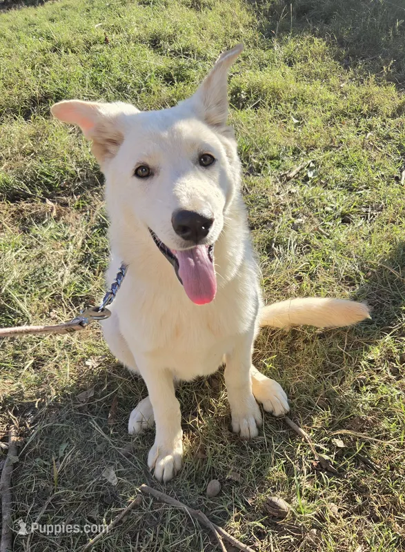 Sassy – German Shepherd Dog puppy for sale in Morrilton, AR
