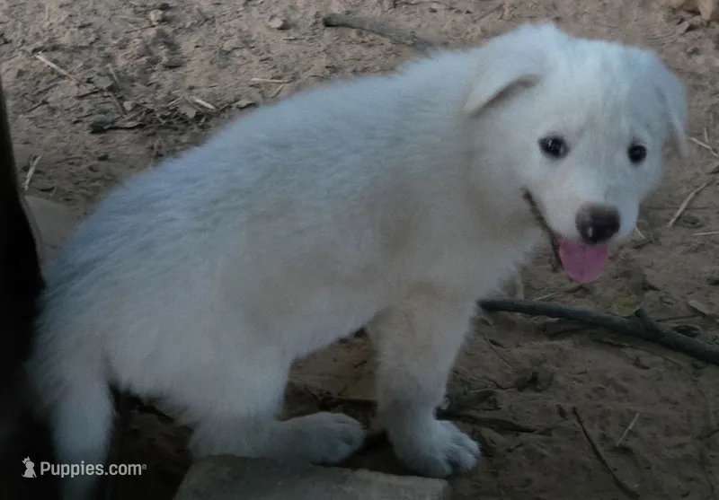 Bolt Jr – German Shepherd Dog puppy for sale in Morrilton, AR