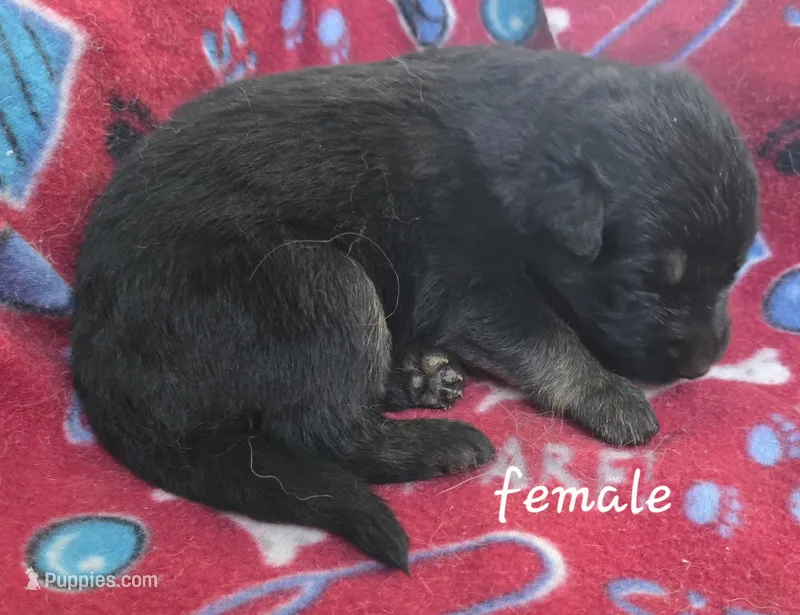 Missy – German Shepherd Dog puppy for sale in Morrilton, AR