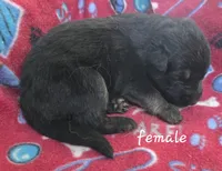 Missy, a female German Shepherd Dog for sale in Morrilton, AR – 1 of 2