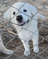 Ice, a female German Shepherd Dog for sale in Morrilton, AR – 3 of 3