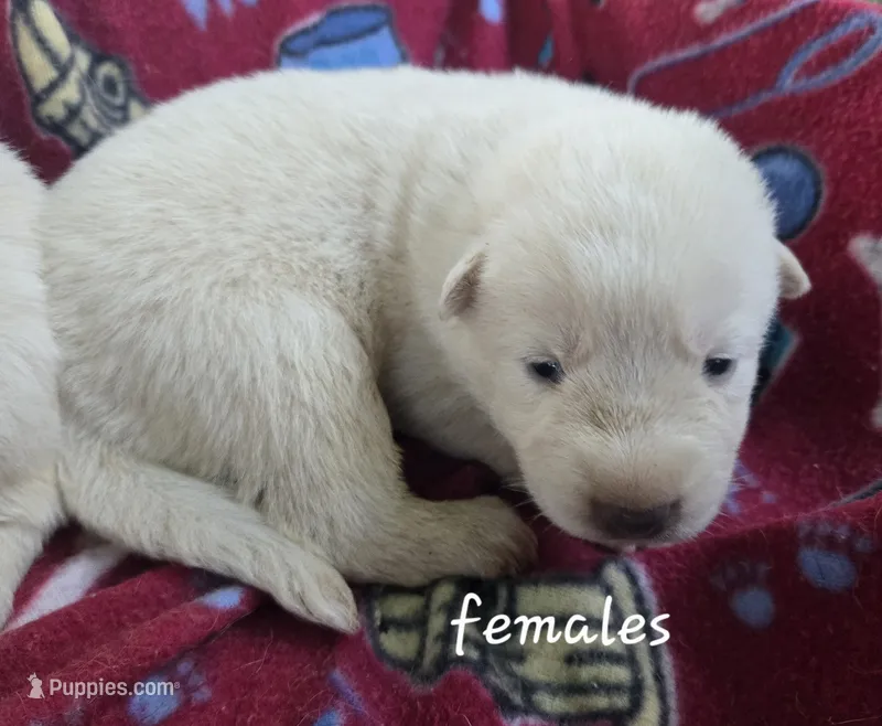 Snow – German Shepherd Dog puppy for sale in Morrilton, AR