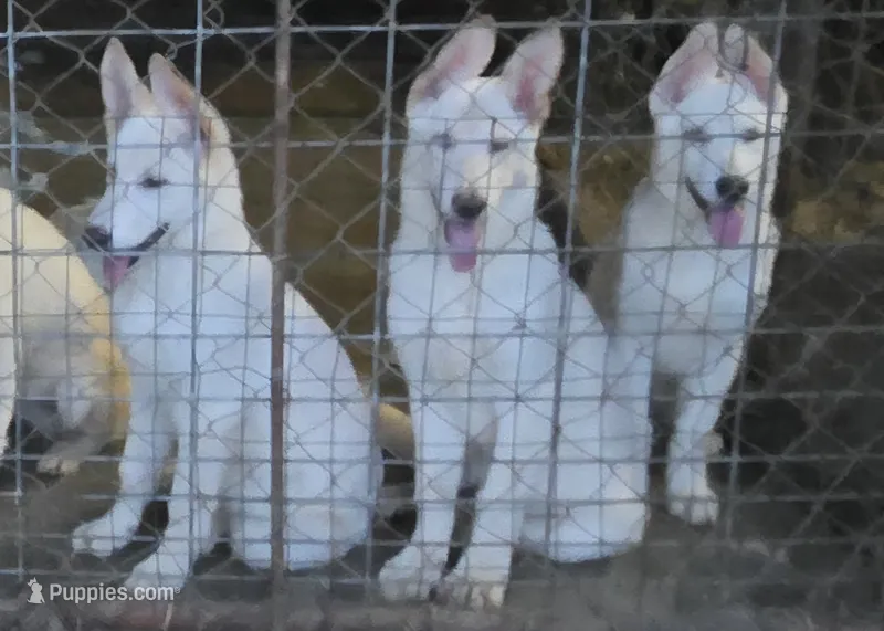 Bixy – German Shepherd Dog puppy for sale in Morrilton, AR