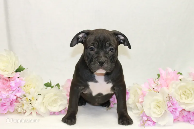 Red collar female – American Bully puppy for sale in Corning, NY