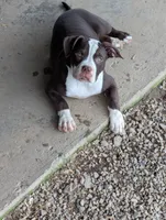 Female chocolate, a female American Bully for sale in Corning, NY – 2 of 6