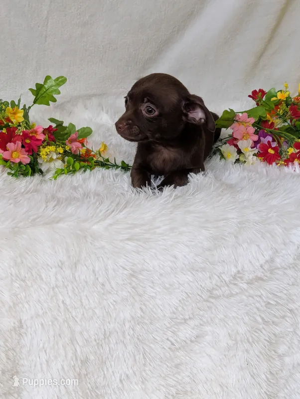 Hershey kiss – Chihuahua puppy for sale in Corning, NY
