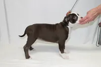 Female chocolate, a female American Bully for sale in Corning, NY – 2 of 4