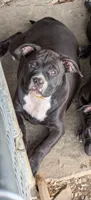 Pink collar female, a female American Bully for sale in Corning, NY – 1 of 6