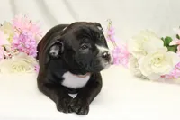 Pink collar female, a female American Bully for sale in Corning, NY – 5 of 5