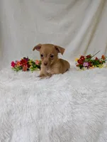 Timmy, a male Chihuahua for sale in Corning, NY – 3 of 4