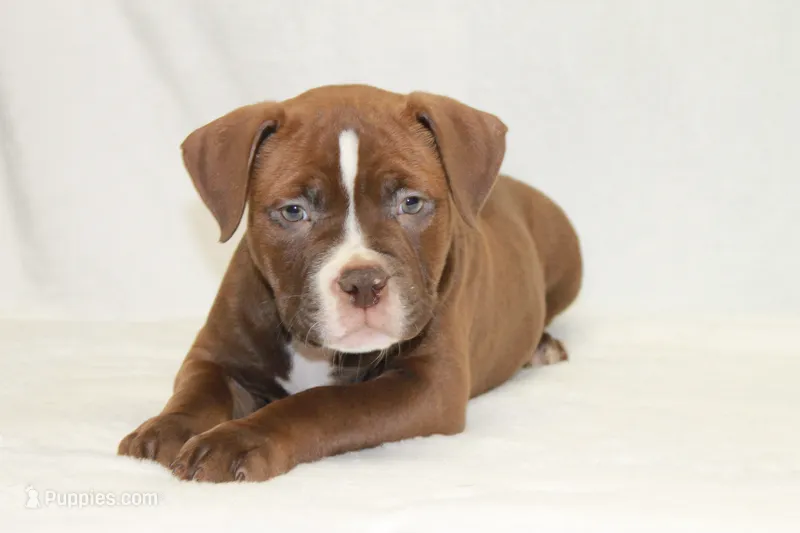 Male chocolate – American Bully puppy for sale in Corning, NY