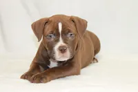 Male chocolate, a male American Bully for sale in Corning, NY – 1 of 4