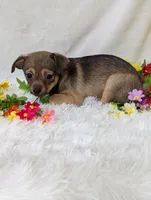 Little bear, a male Chihuahua for sale in Corning, NY – 3 of 4