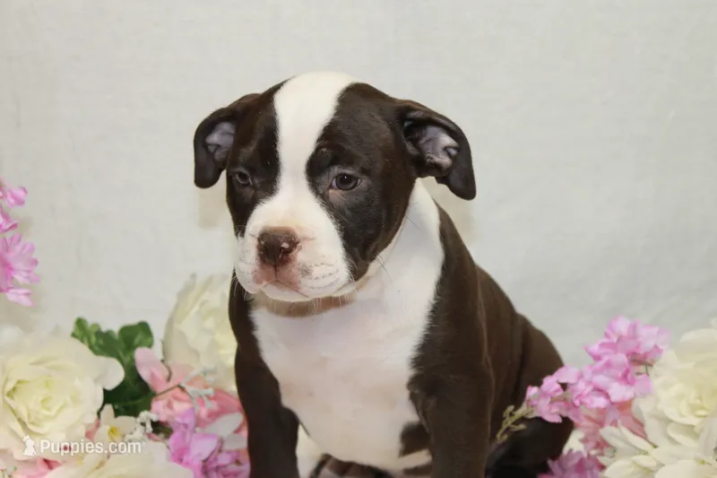 Female chocolate – American Bully puppy for sale in Corning, NY