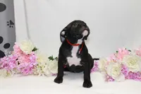 Red collar female, a female American Bully for sale in Corning, NY – 5 of 5