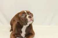 Male chocolate, a male American Bully for sale in Corning, NY – 2 of 4