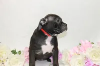 Red collar female, a female American Bully for sale in Corning, NY – 3 of 5