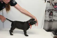 Red collar female, a female American Bully for sale in Corning, NY – 4 of 5