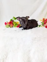 Batman, a male Chihuahua for sale in Corning, NY – 2 of 4