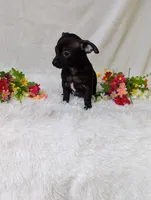 Batman, a male Chihuahua for sale in Corning, NY – 4 of 4