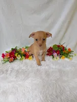 Timmy, a male Chihuahua for sale in Corning, NY – 1 of 4