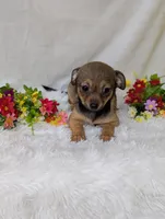 Little bear, a male Chihuahua for sale in Corning, NY – 2 of 4
