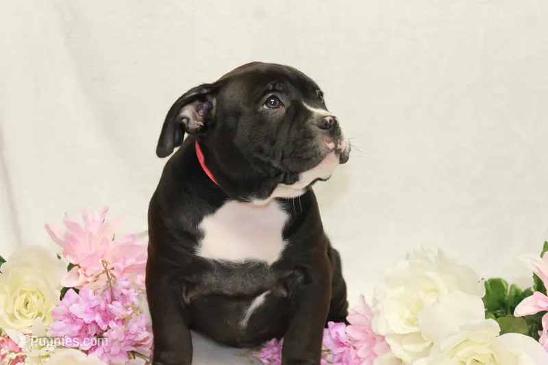 Pink collar female – American Bully puppy for sale in Corning, NY