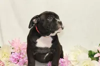 Pink collar female, a female American Bully for sale in Corning, NY – 1 of 5