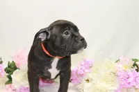 Orange collar female, a female American Bully for sale in Corning, NY – 3 of 5