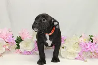 Orange collar female, a female American Bully for sale in Corning, NY – 5 of 5