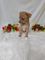 Timmy, a male Chihuahua for sale in Corning, NY – 4 of 4