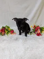 Batman, a male Chihuahua for sale in Corning, NY – 3 of 4