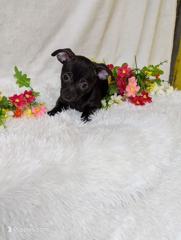 Batman – Chihuahua puppy for sale in Corning, NY