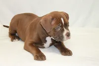 Male chocolate, a male American Bully for sale in Corning, NY – 4 of 4