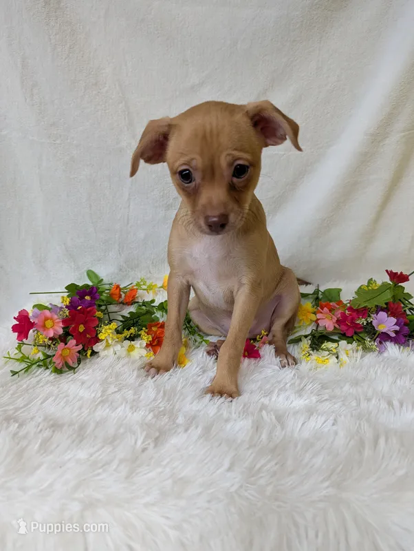 Mary legs – Chihuahua puppy for sale in Corning, NY