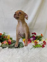 Mary legs, a female Chihuahua for sale in Corning, NY – 3 of 4